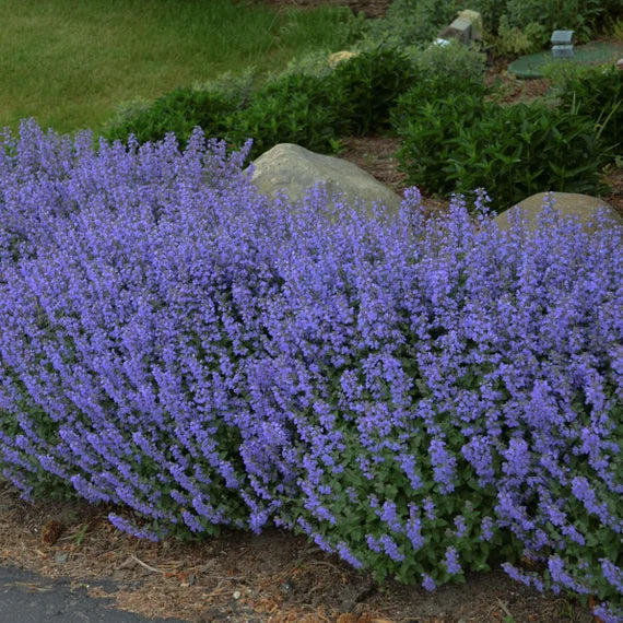 Nepeta mussinii