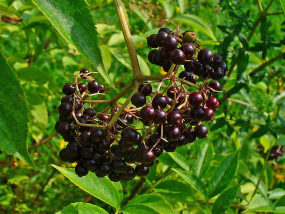 Sureau bouture enracinée 'Kent' - Sambucus