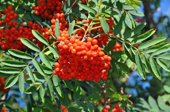 Sorbus Aucuparia
