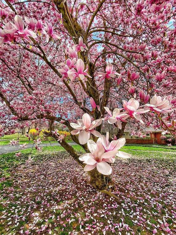 Magnolia × soulangeana