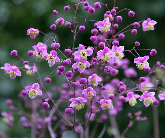 Thalictrum Rochebrunianum