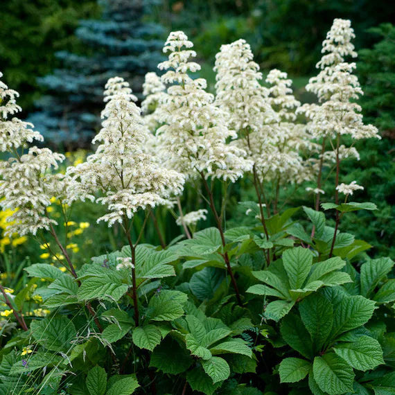 Rodgersia Aesculifolia