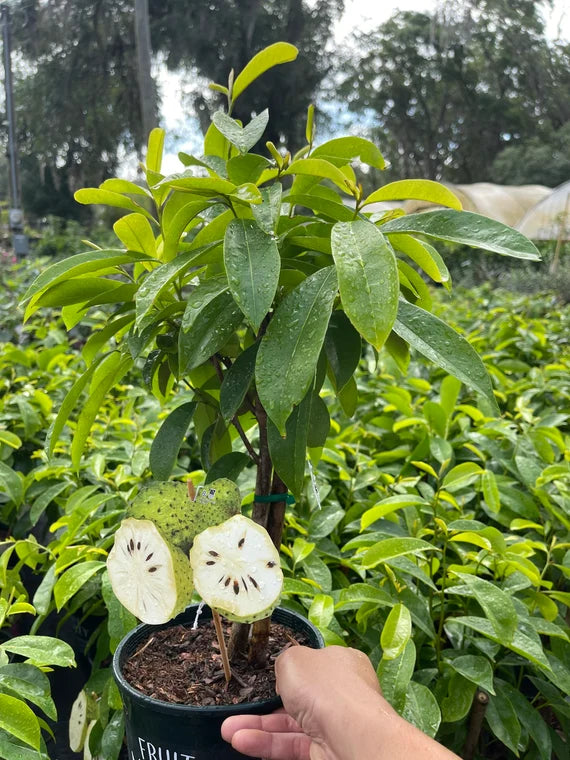 Corossolier, Annona muricata - Graviola