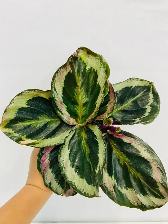Calathea Shine Star