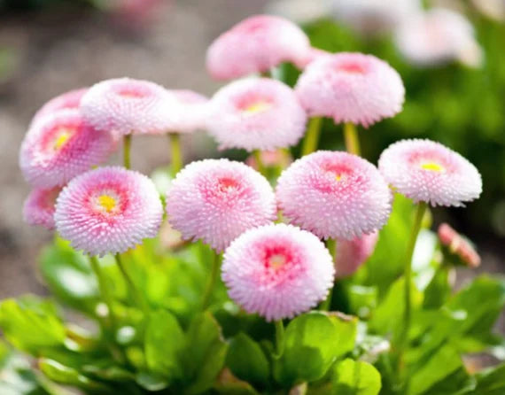 Bellis perennis 'Pomponette' (pink/rose)