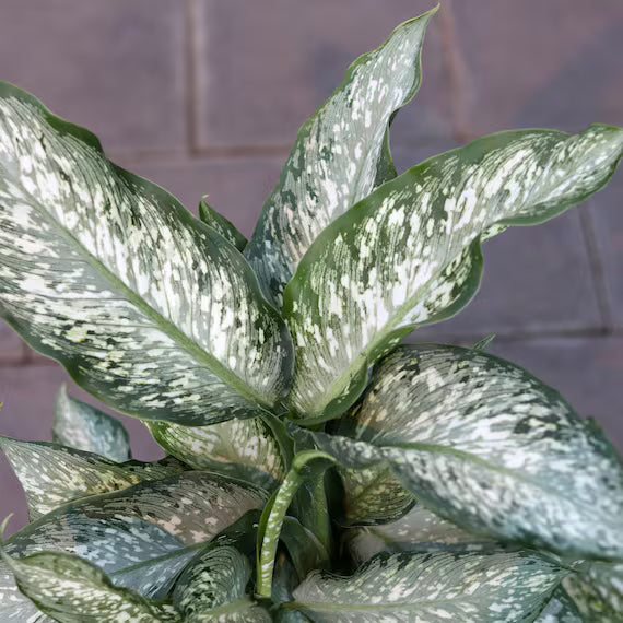 Dieffenbachia 'Tiki'