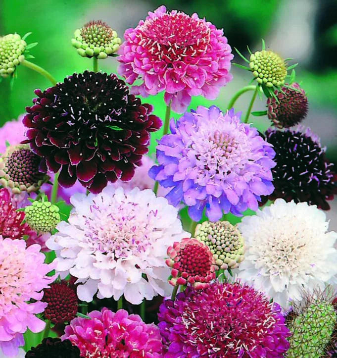 Scabiosa assorties