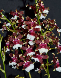 Oncidium 'Sharry Baby' (notamment 'Sharry Baby Sweet Fragrance') - chocolat