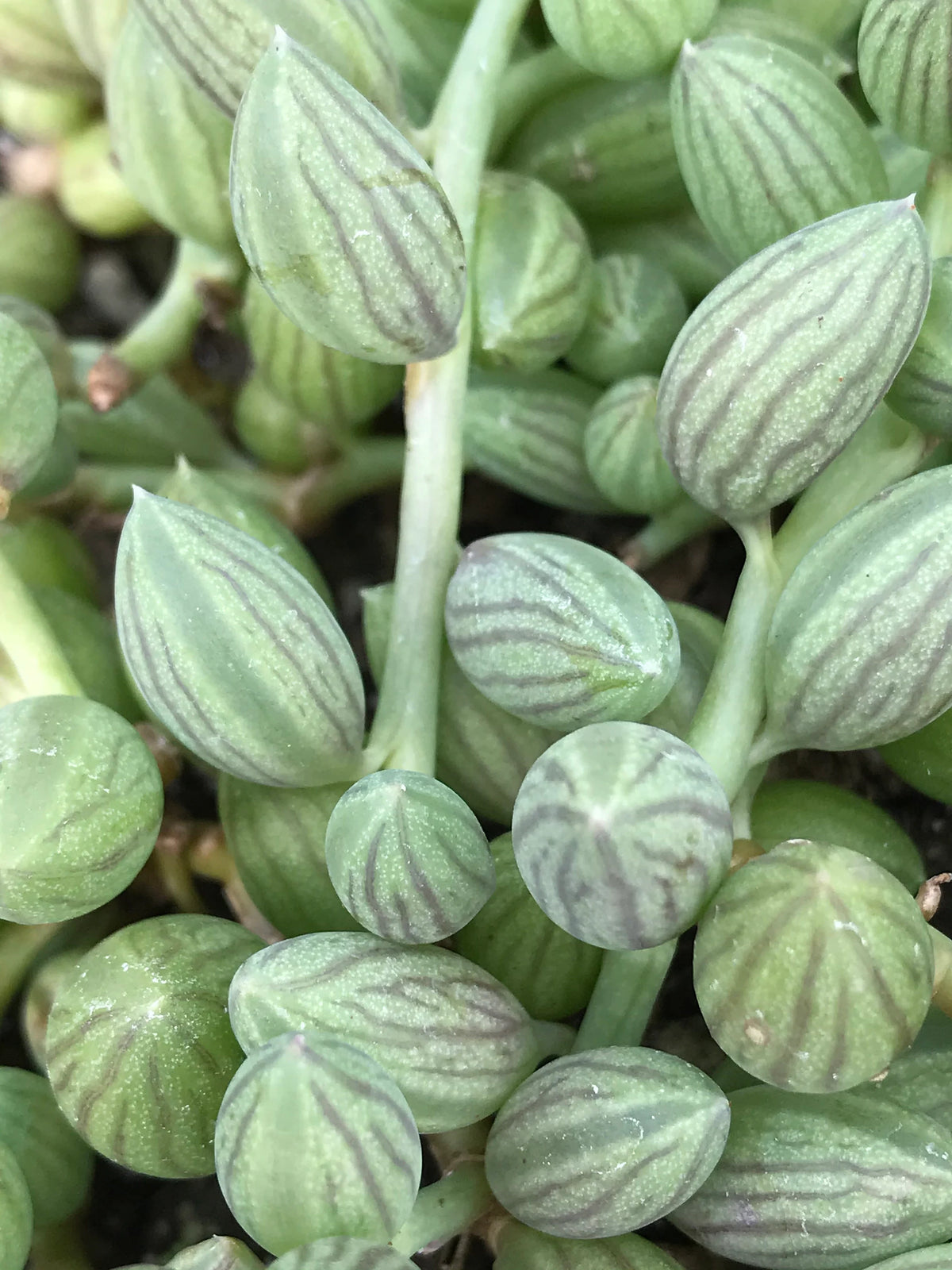 Chaine de melon d'eau - Senecio Herreanus