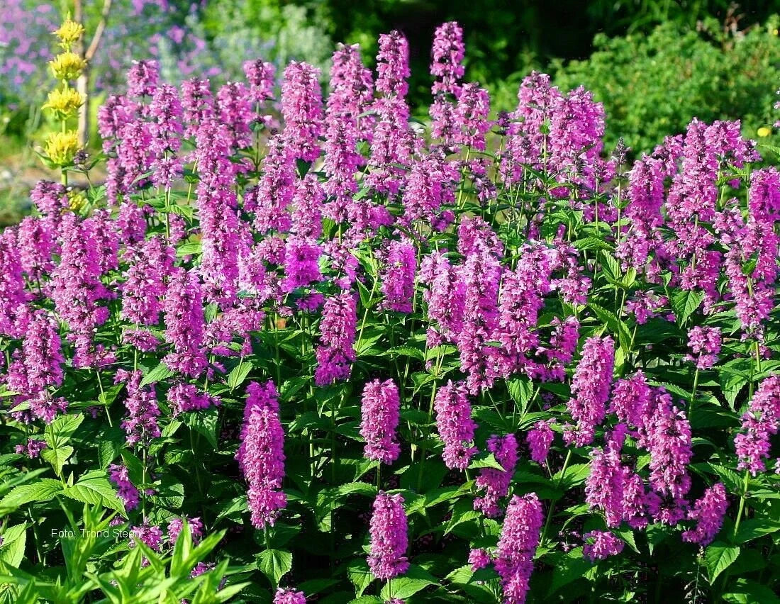 Nepeta nervosa 'Pink Cat'