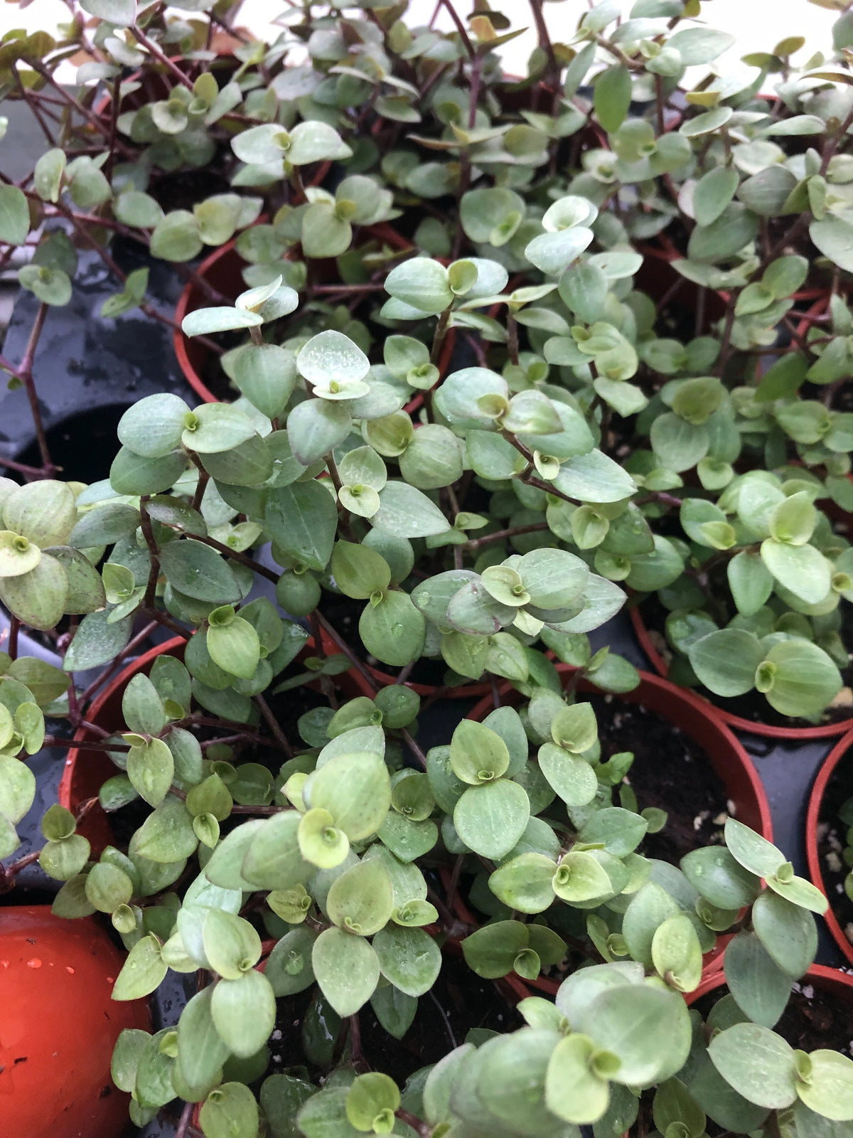 Tradescantia 'mini Tortuga'