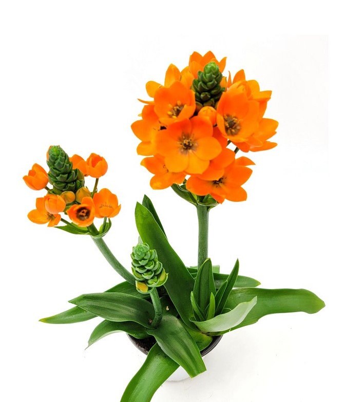 Ornithogalum dubium Sun Star orange, jaune, blanc en pot