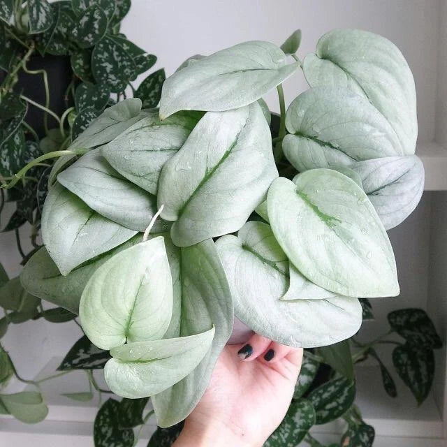 Scindapsus Platinum Silver Java