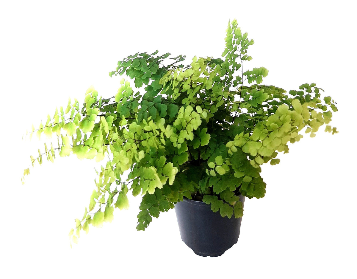 Fougere Maidenhair Fritz Luthi