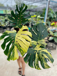 Monstera Yellow Marilyn Jaune