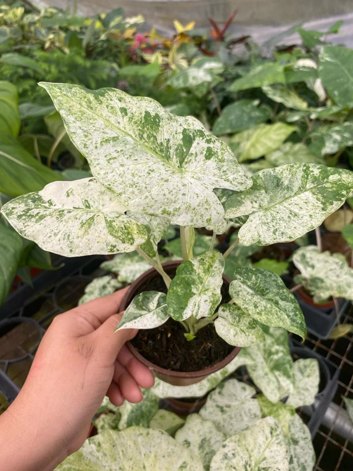 Alocasia Camouflage
