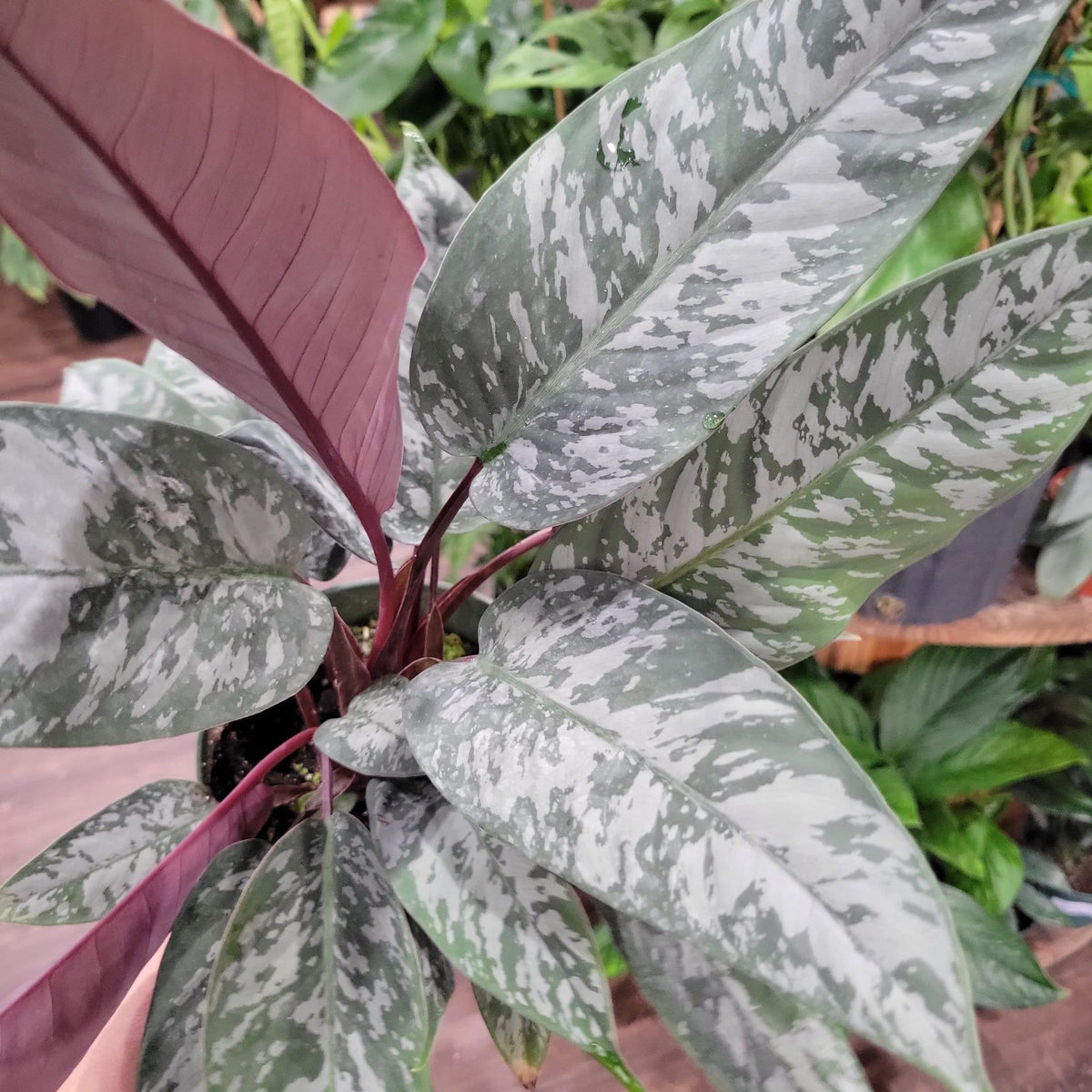 Apoballis Acuminatissima 'Lavallaei' - Homalomena 'Purple Sword'
