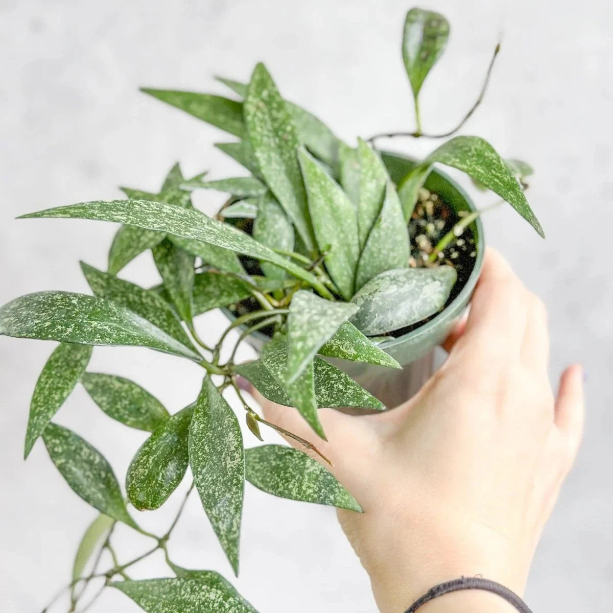 Hoya parviflora 'Splash' - Fleur de porcelaine