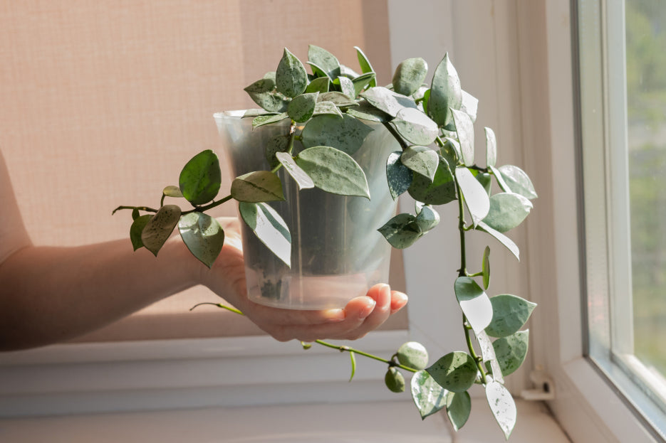 Hoya « Lacunosa » Silver