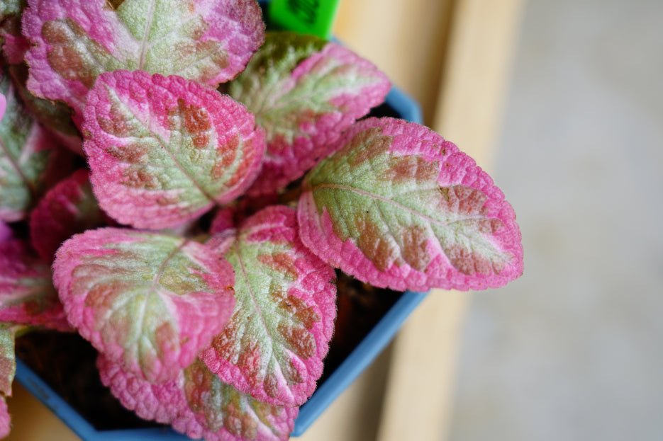 Episcia 'Pink Brocade'