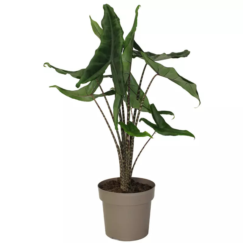 Alocasia 'Jungle Cat'
