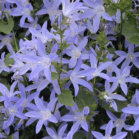 Campanula 'Blue Waterfall' - campanule