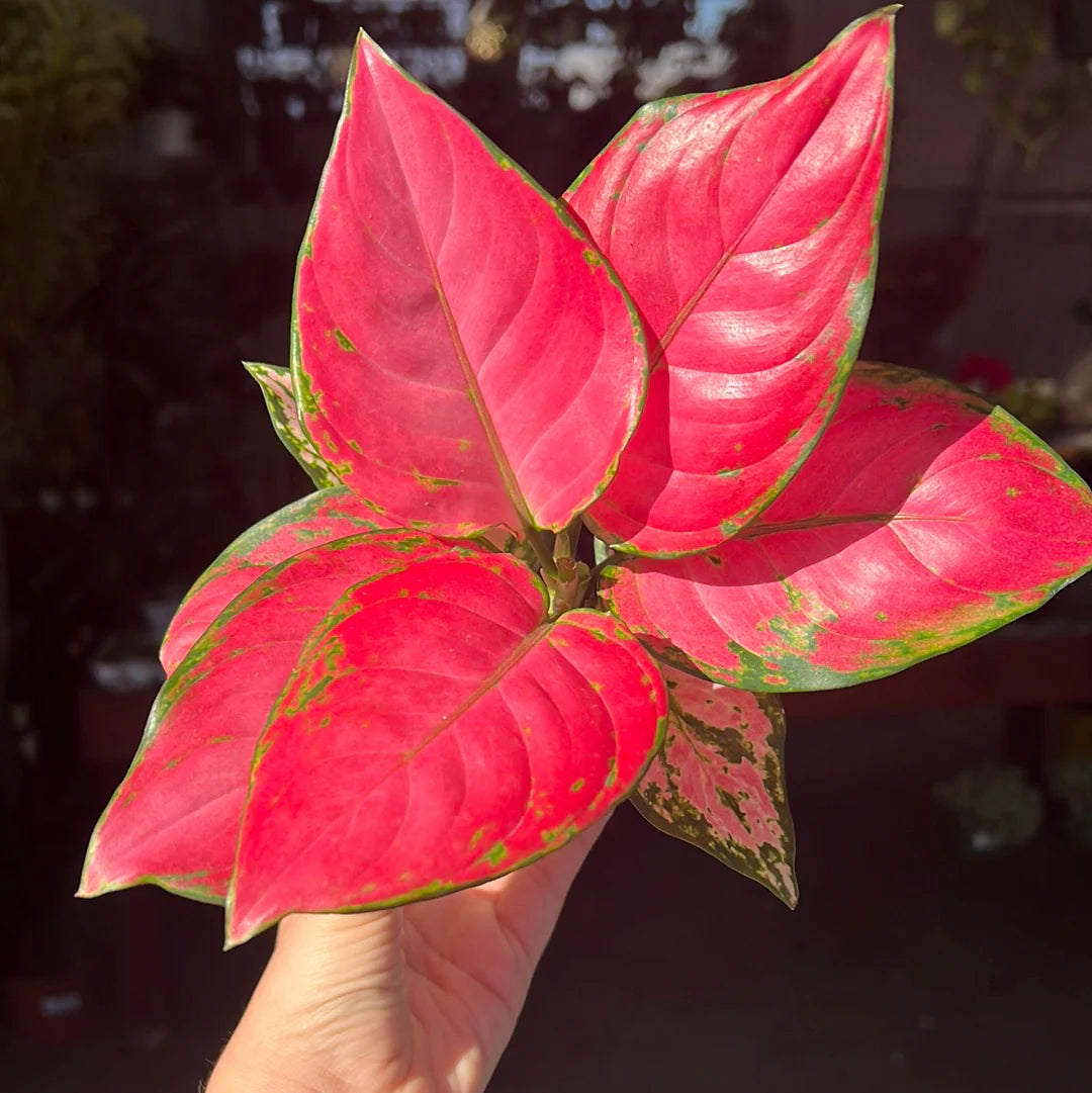 Aglaonema 'Lucky Red'