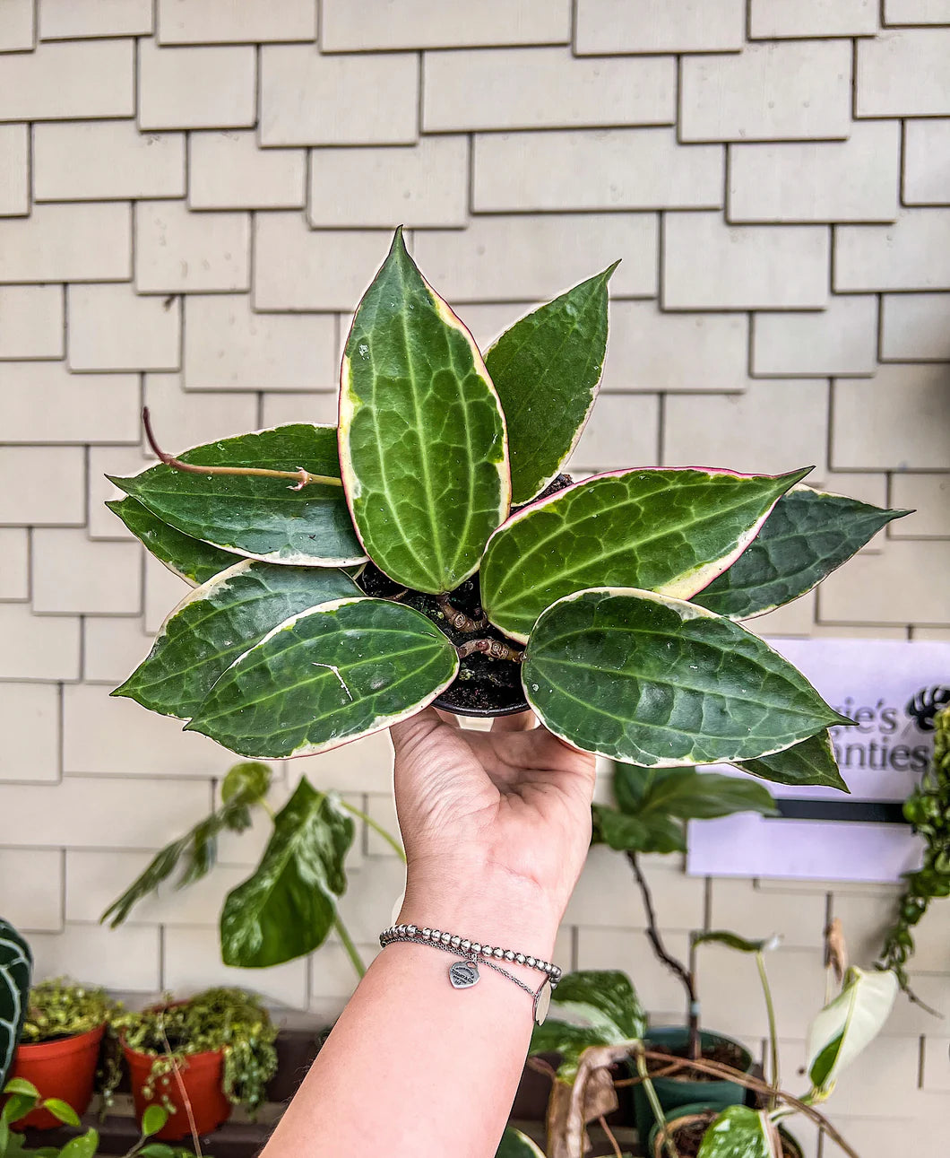 Hoya Macrophylla albomarginata