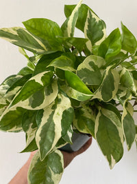 Epipremnum aureum Pearls & Jade (Pothos Pearls & Jade)