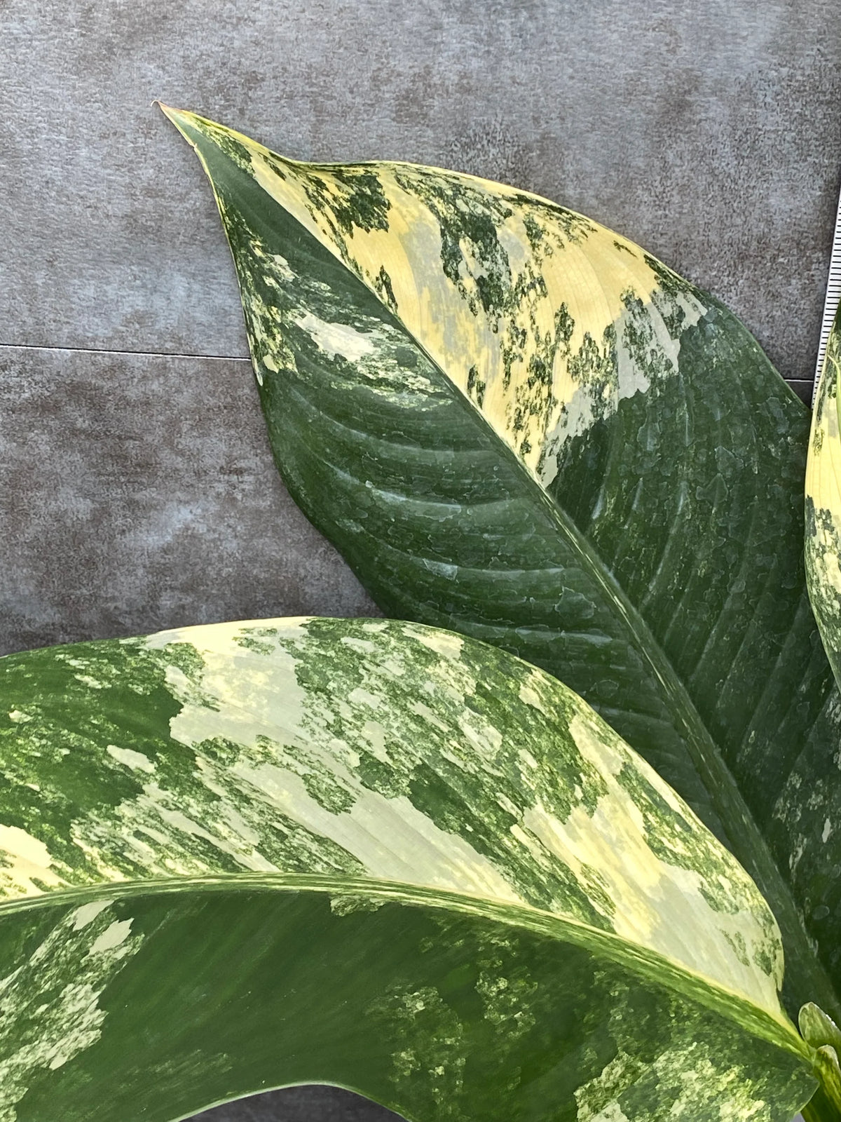 dieffenbachia big ben Dieffenbachia Big Ben Variegata