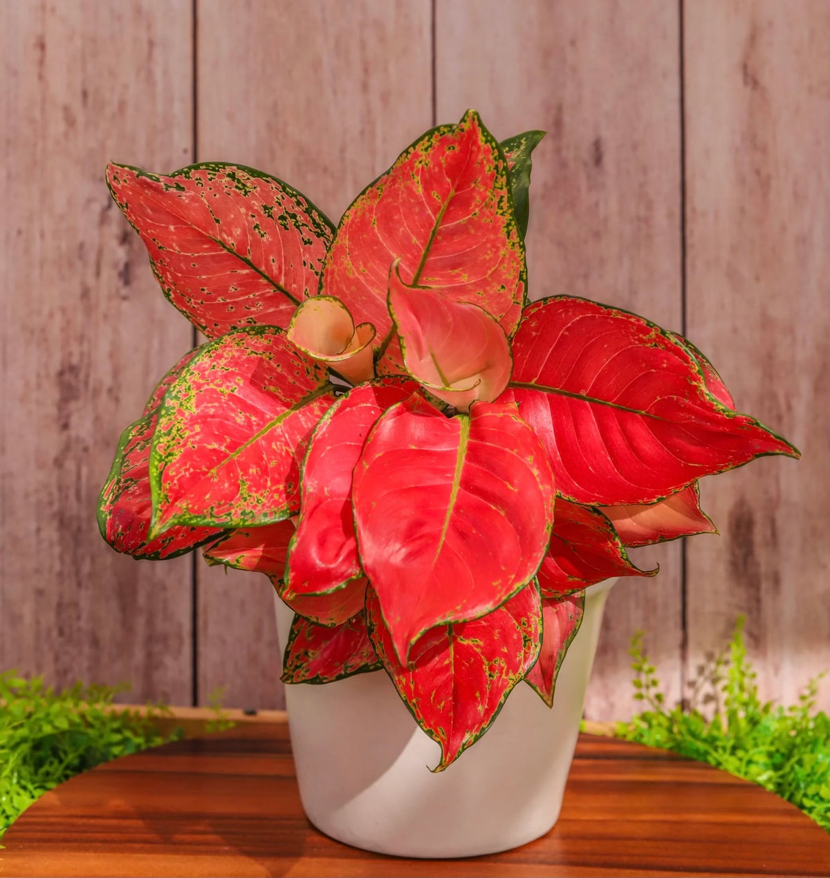 Aglaonema 'Lucky Red'