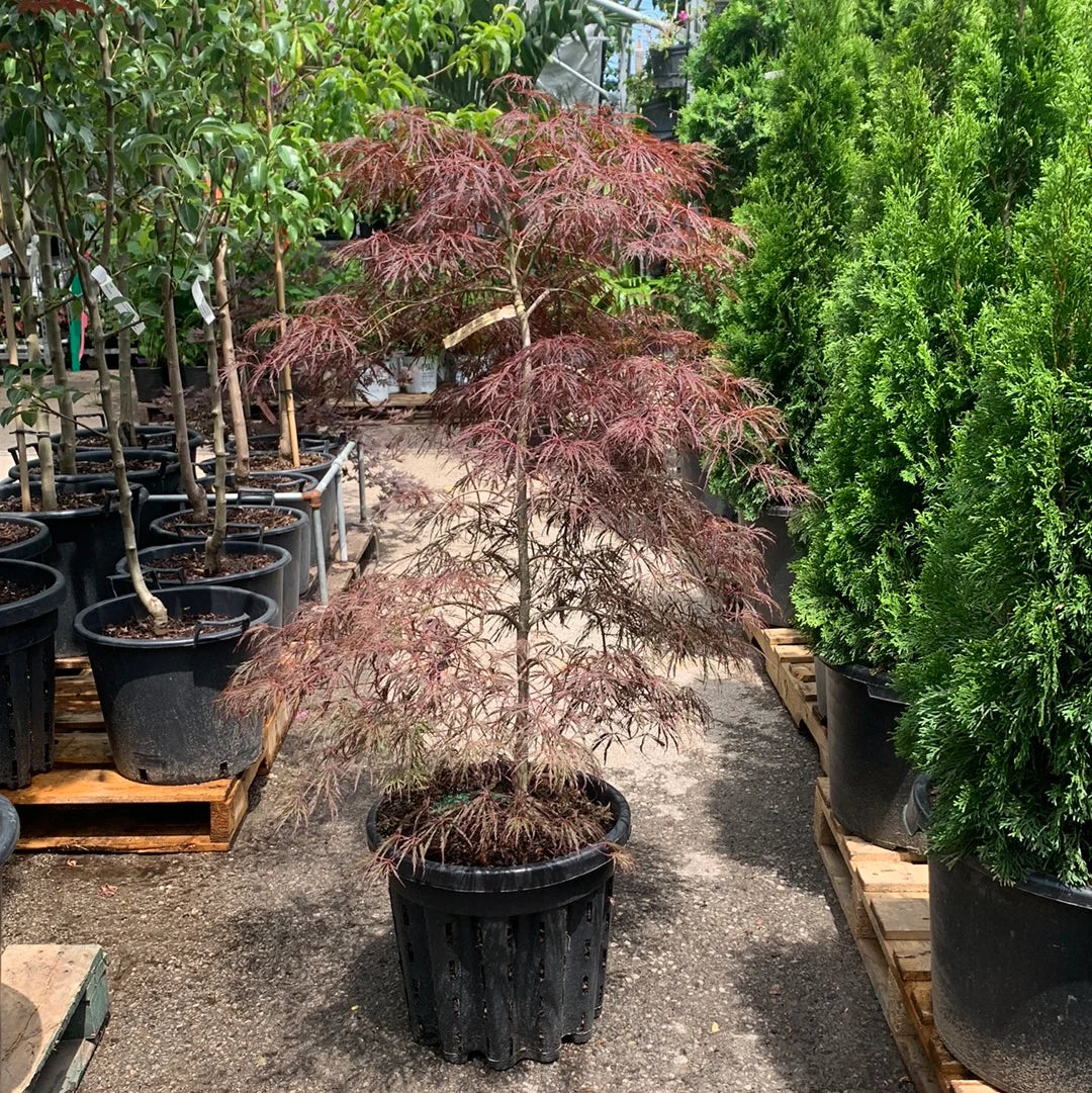 Acer palmatum 'Crimson Queen'