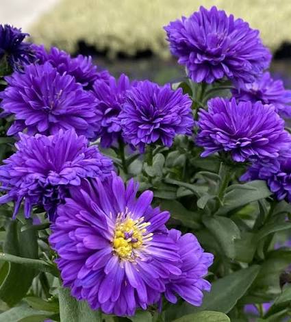 Aster showmakers blue bayou