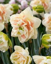 Bulbe d'automne - narcisse pom pom rose