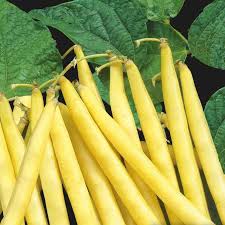 Sachet de semence - Haricot Ornico – Le Potager ornemental de Catherine