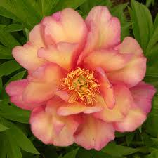 Paeonia Itoh 'Julia Rose' - Pivoine