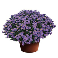 Aster Believer purple