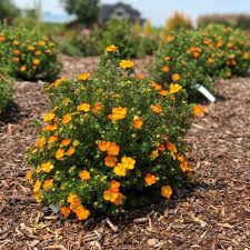 Potentilla Bella Sol