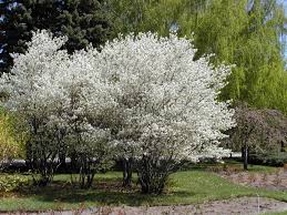 Amelanchier - Canadensis