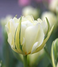 Bulbe d'automne - Tulipe Exotic emporor