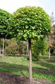 Catalpa Bignonioides - (C. bungei HORT.)