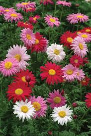 Tanacetum 'Robinsons Giant Mix'