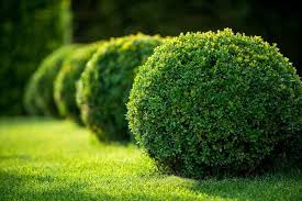 Buxus Green Velvet