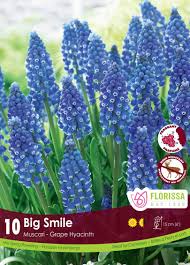Bulbe d'automne - muscari big smile