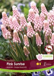 Bulbe d'automne - muscari pink sunrise