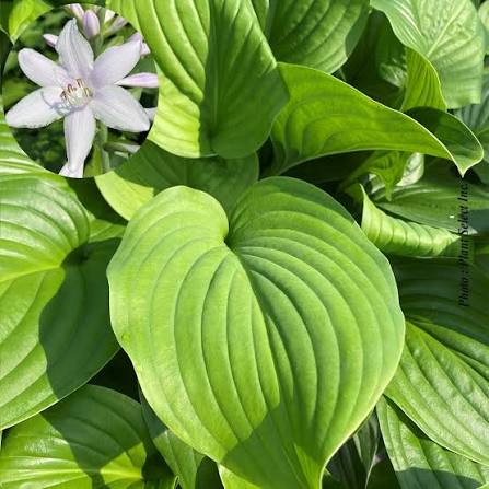 Hosta 'salsa verde'