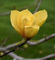 Magnolia 'Judy Zuk' (arbre)