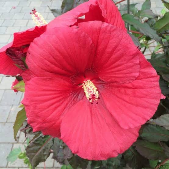 Hibiscus Cherry Brandy
