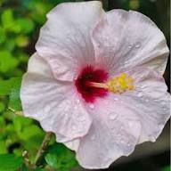 Hibiscus sunny cities bilbao