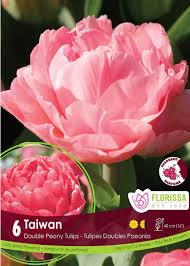 Bulbe d'automne - Tulipe Taiwan